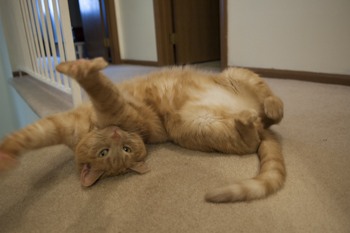 Oliver